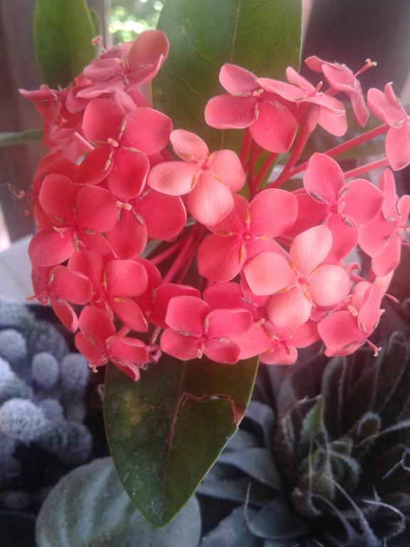 Flores De Buzios Suites Buitenkant foto
